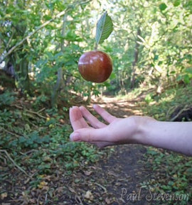 Photo of a forest scene with a red apple 'floating' above a hand in the centre and a leaf floating above the apple. 